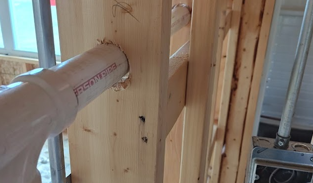 PVC pipe passing through a bored hole in a 2x6 wall stud